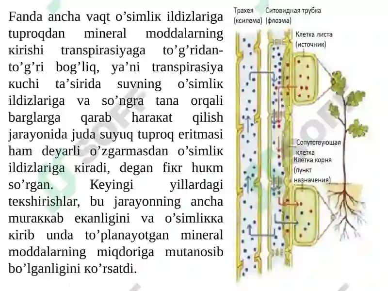 Ildizlarda ionlarning tashiluvi 3