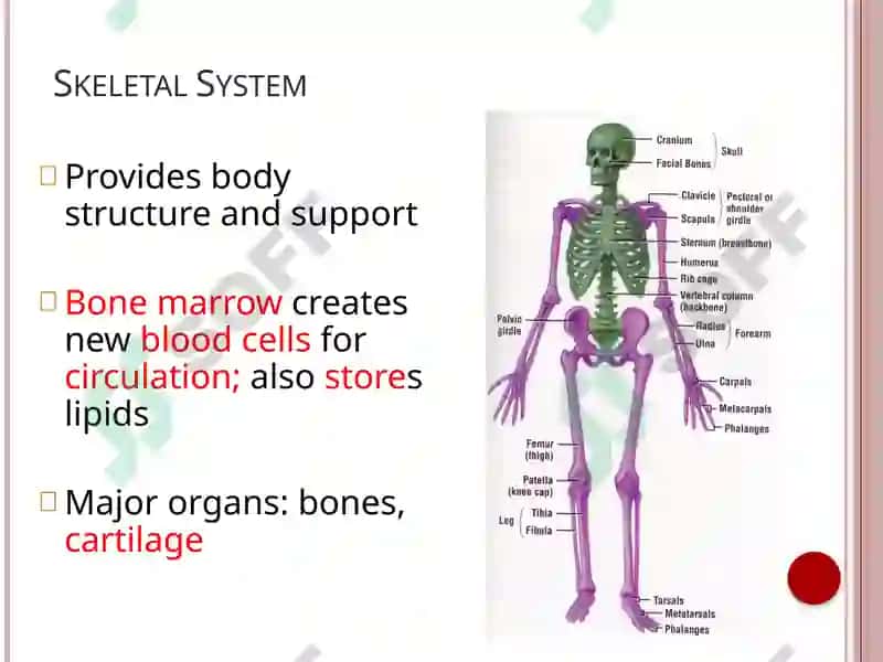 Organs and systems (Human Body) 3