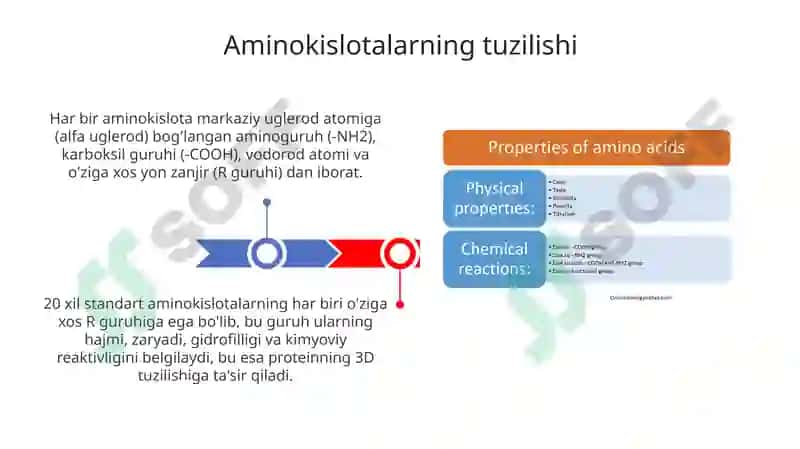 Aminokislotalar va oqsillar 3