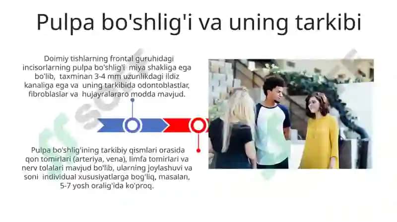 Doimiy tishlovdagi frantal guruh tishlarning tuzulishi 3
