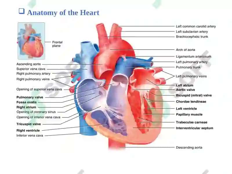 Cardiovascular system 3