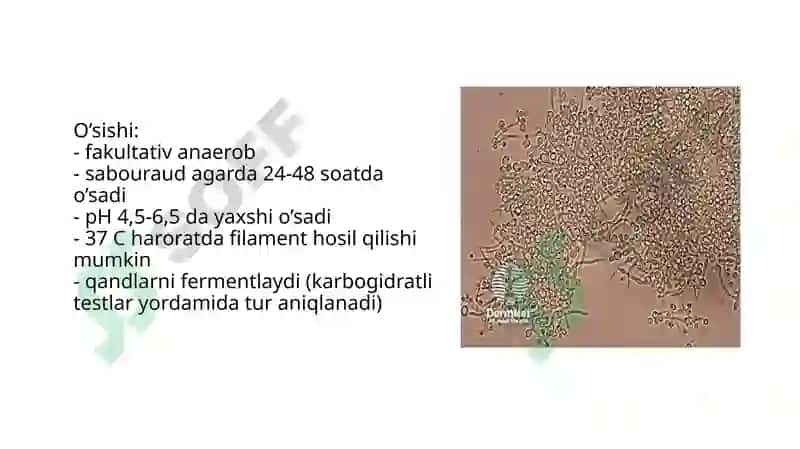 Zamburug'lar keltirib chiqaruvchi kasalliklar qo'zg'atuvchilari, patogenezi, laboratoriya tashxisi. 3