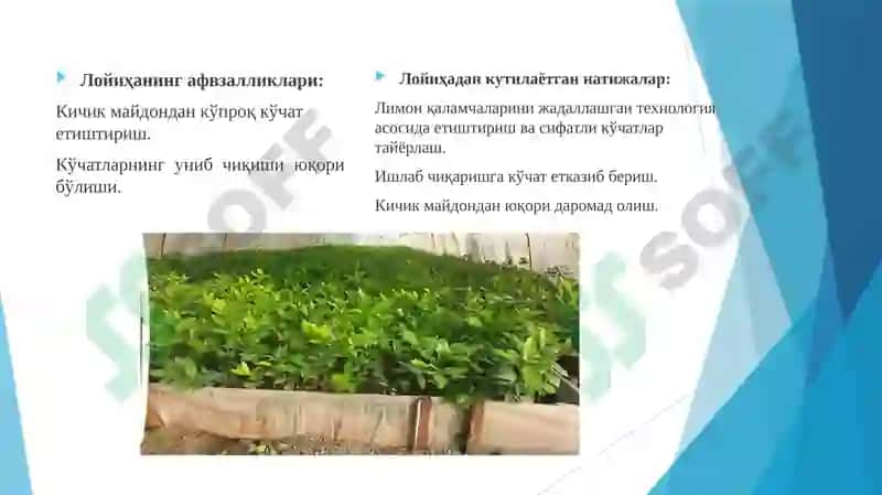 Лимонкўчатларини яшил қаламчалардан туман ҳосил қилувчи қурилмаларда етиштириш технологияси 3