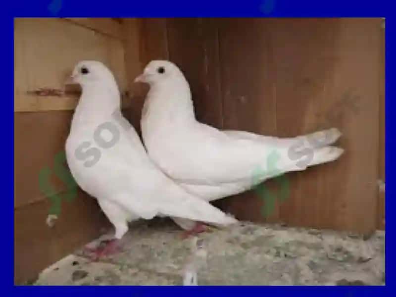 Qushlarning tabiatdagi va inson hayotidagi ahamiyati 3