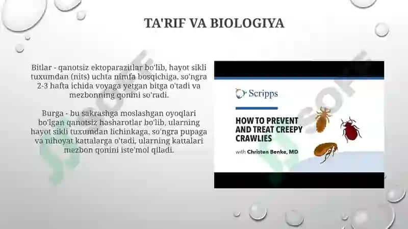 Bit burga chivin pashsha iskaptopar-tibbiyotda axamiyatga ega bolgan hasharotlar 3