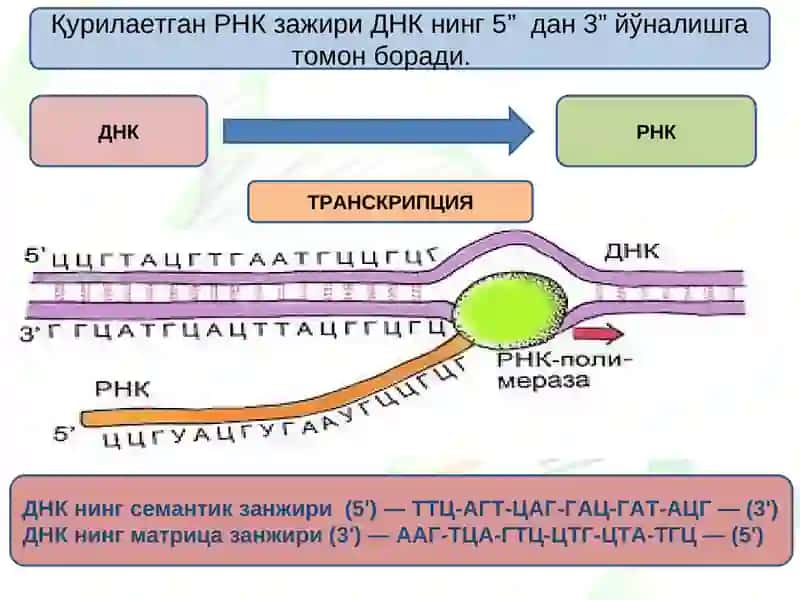 Транскрипция ва трансляция 3
