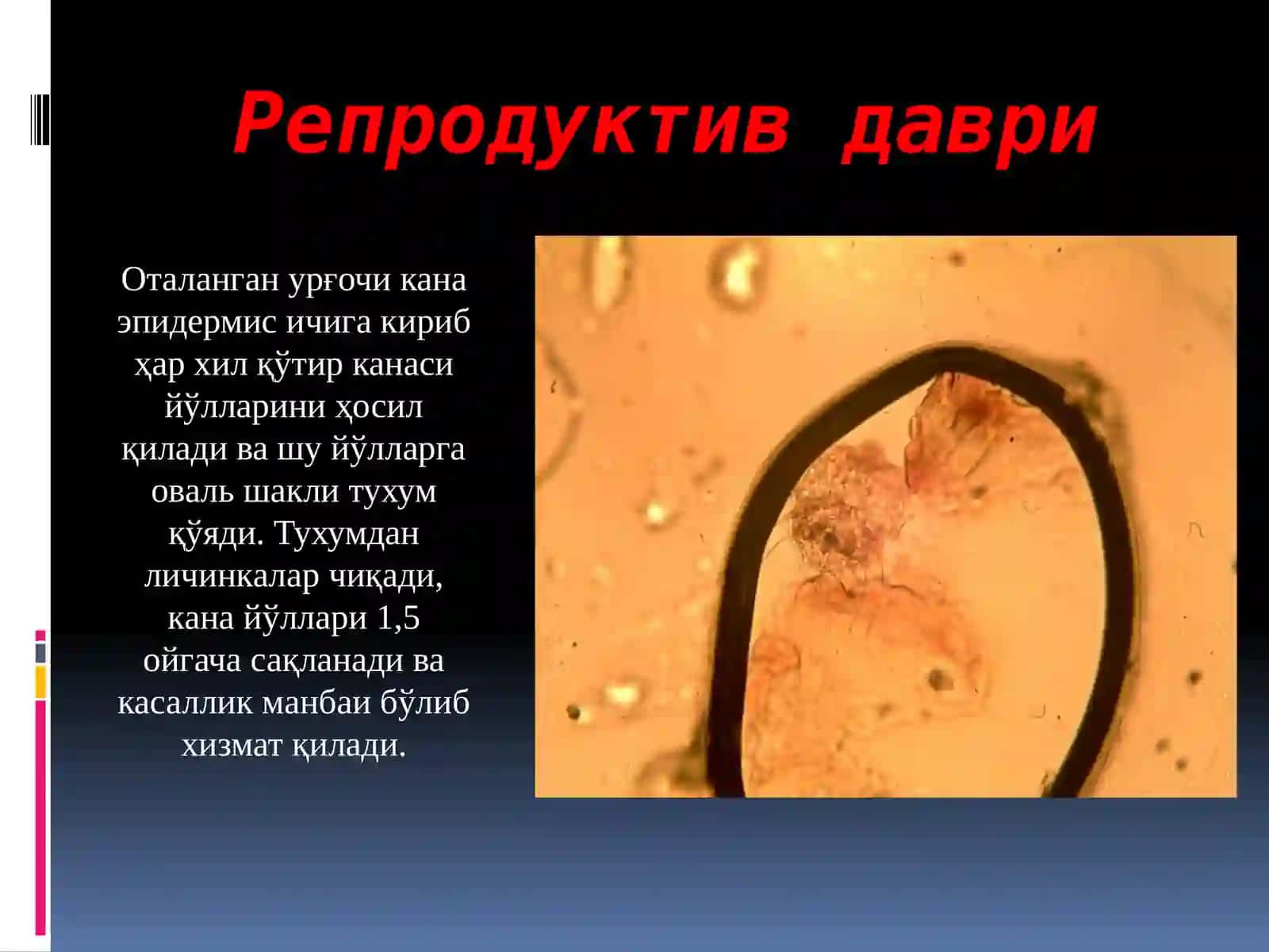 қўтир qo‘tir kasalligi 3
