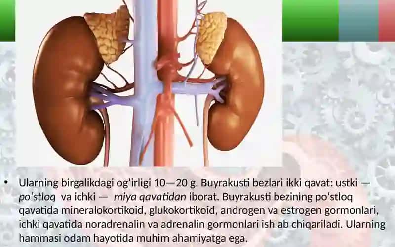 Buyrakusti 3