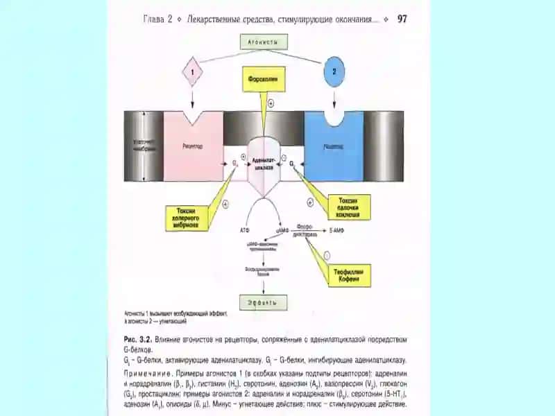 Эфферент иннервацияга таъсир килувчи воситалар 3