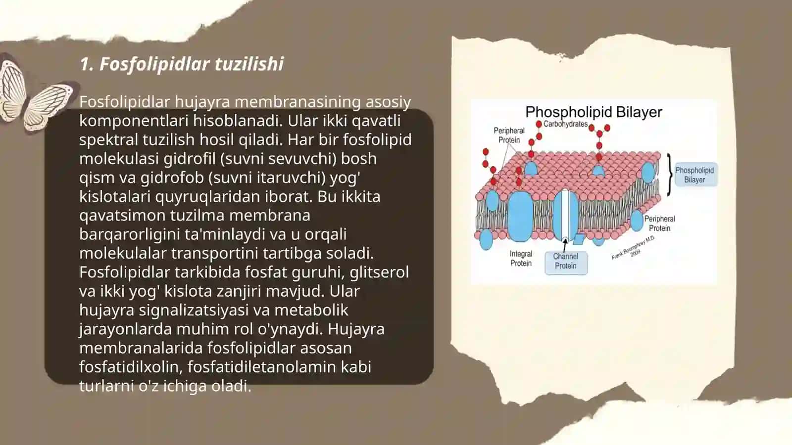 Fosfolipidlar almashinuvi buzilishi 3