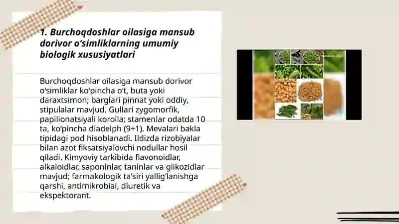 Burchoqdoshlar va ayiqtovondoshlar oilasiga mansub dorivor oʻsimliklar 3