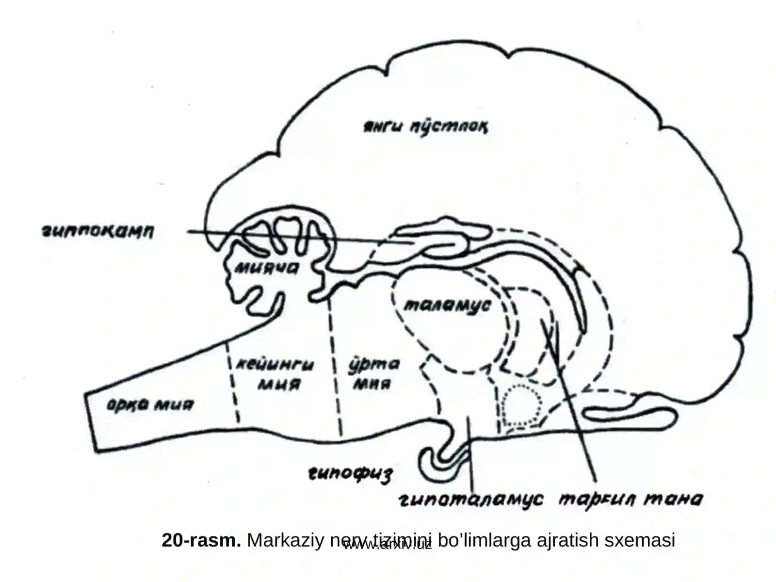 Orqa miya 3