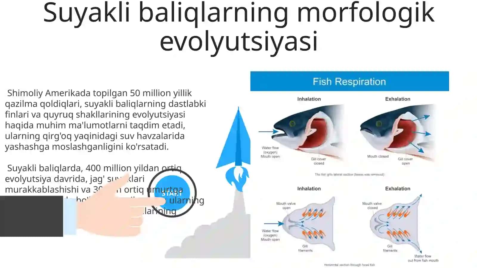 Suyakli baliqlarning kelib chiqishi,sistematikasi va evalutsiyasi 3