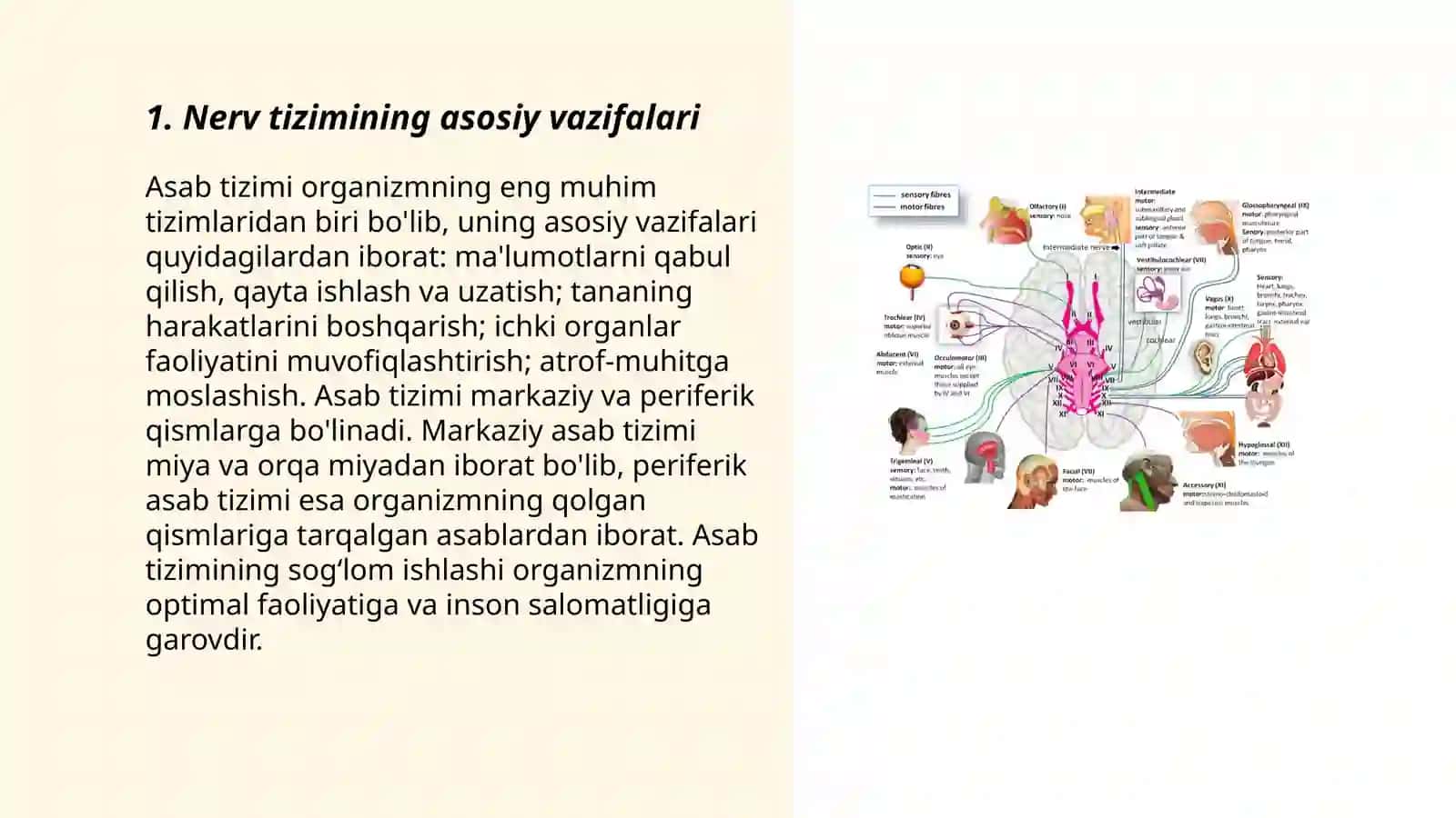 Organizmning nerv, immun-endokrin boshqariluvi 3