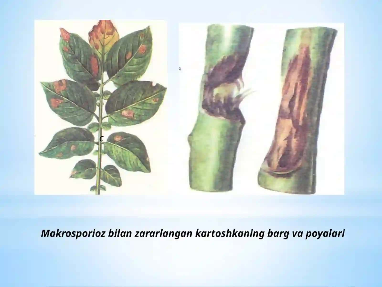 Tuproqsharoiti Navlari 3