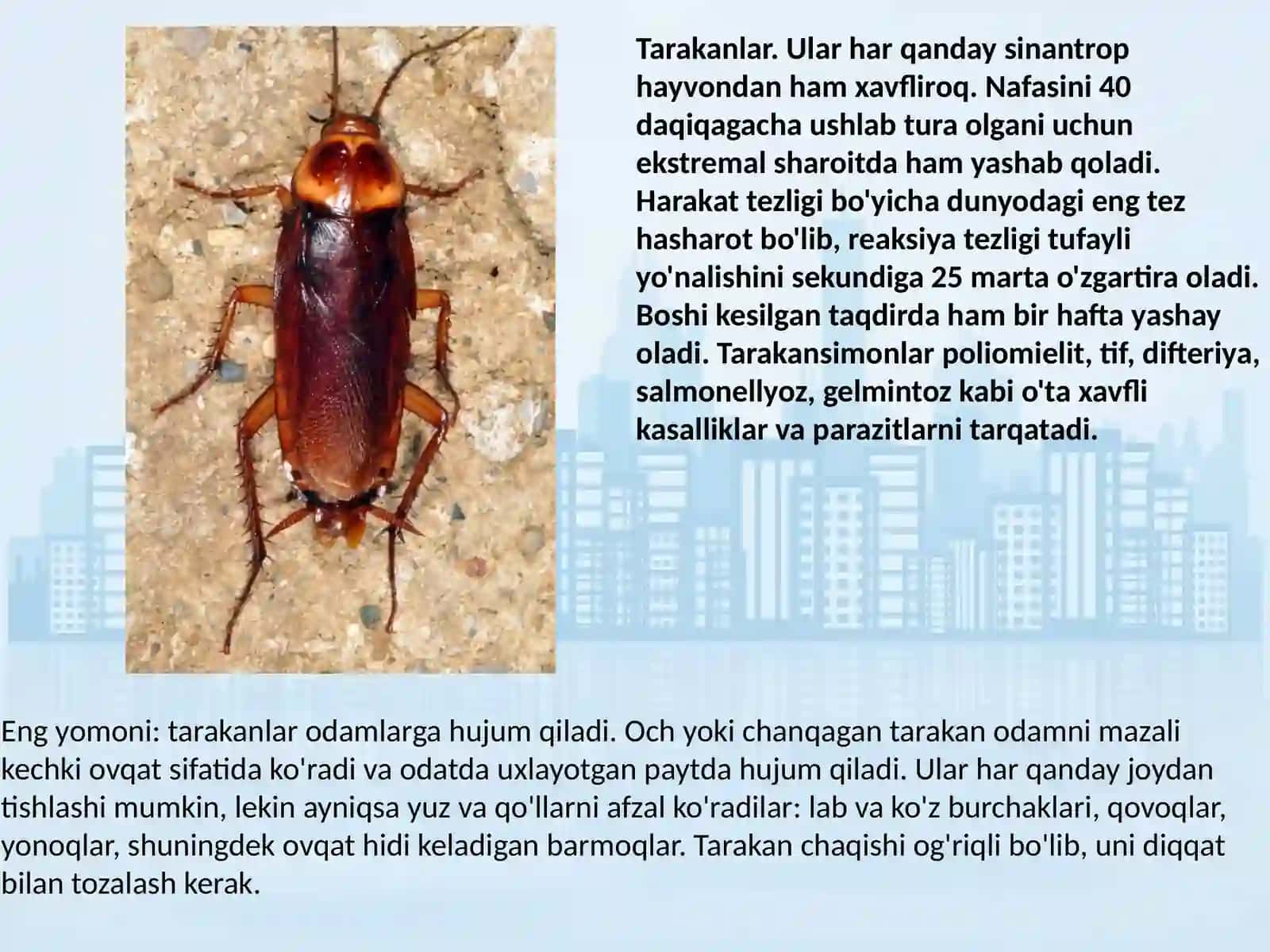 Biologiya - Sinantrop turlar 3