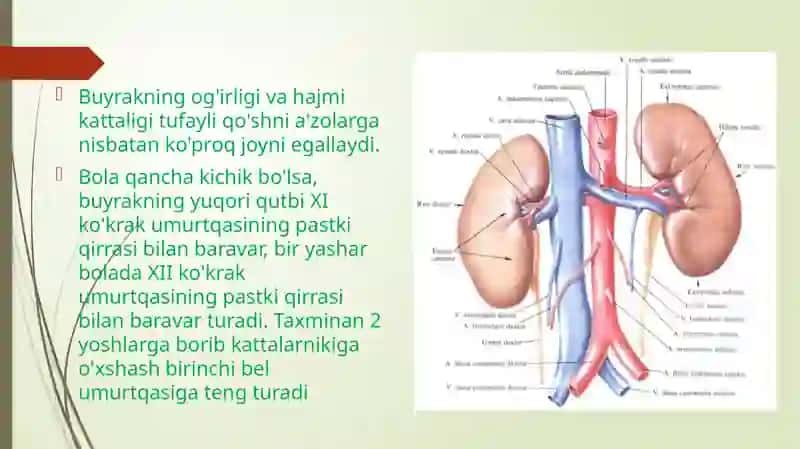 Bolalardagi siydik yo’li siydik pufagi siydik chiqarish kanali anatamo fiziologik xususiyatlari 3