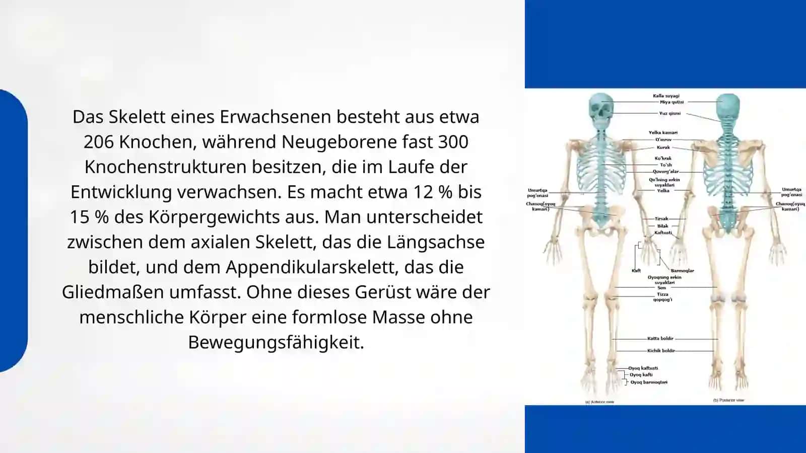 DAS KNOCHENGERUST 3