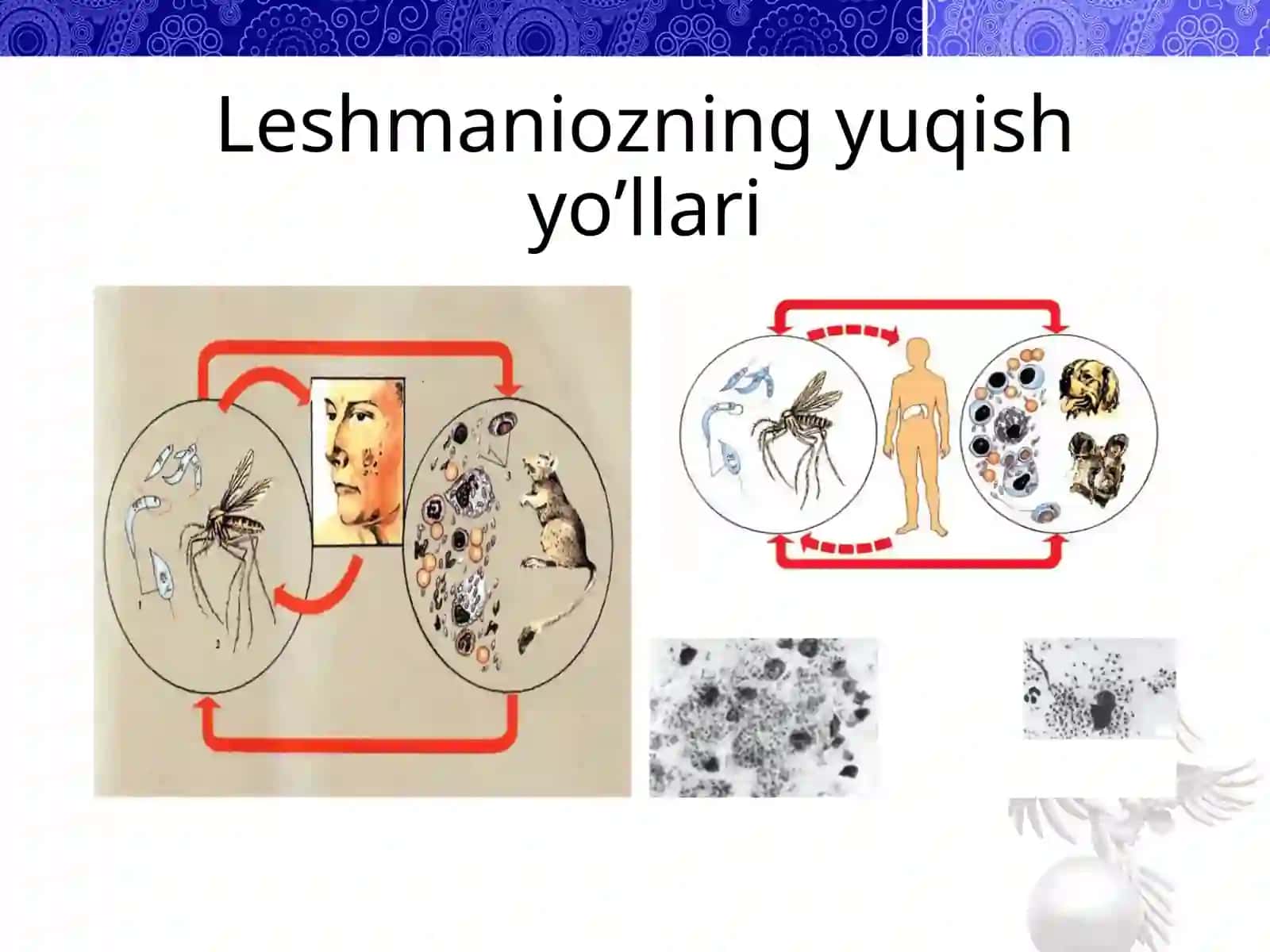 Leshmaniozga qarshi dori vositasining ta’sir potensiyalini invitro usulida hujayra koloniyasi orqali baholash va standartlash 3