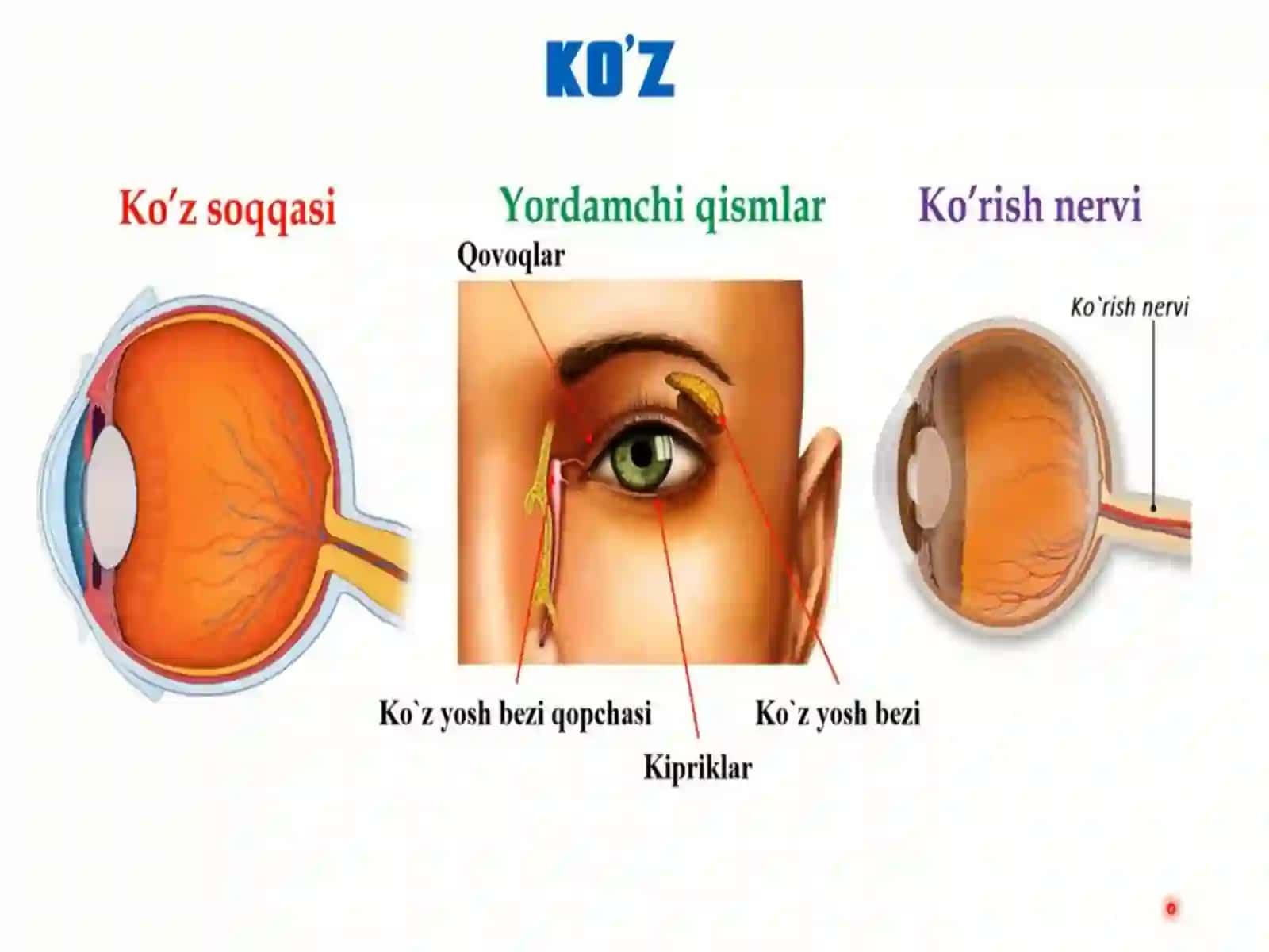 KO'RISH ORGANLARINING ANATOMIYASI VA FUNKSIYASI 3