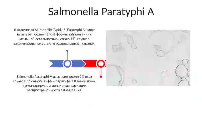 Salmonella Paratyphi A 3