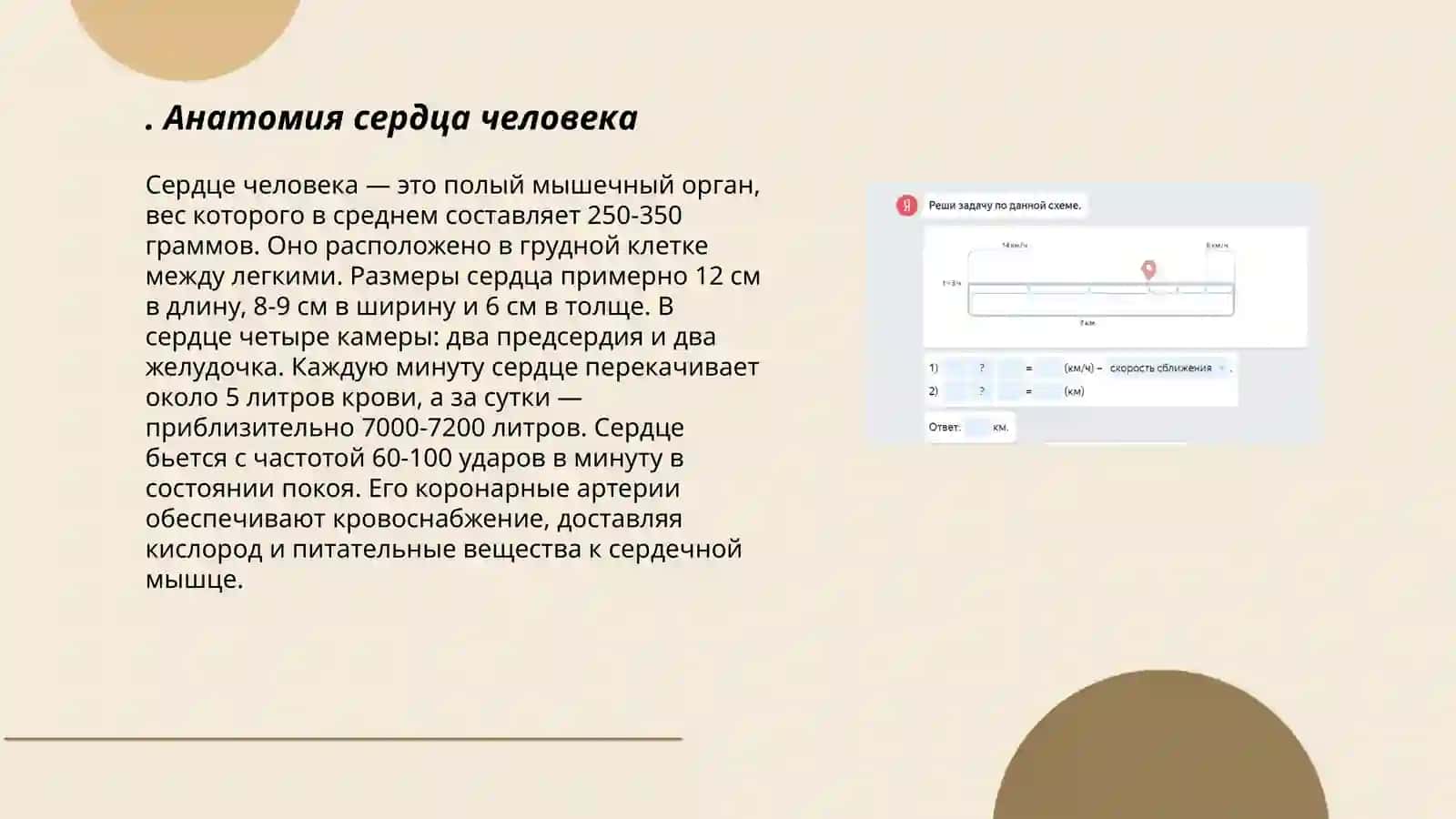Сердечно-сосудистая система человека 3
