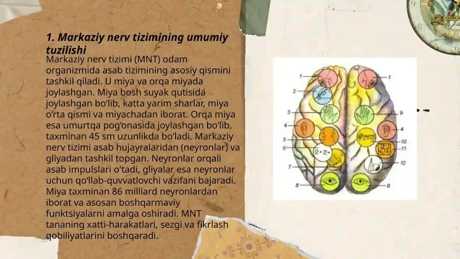 Markaziy nerv tizimining tuzilishi va xususiyatlari 3