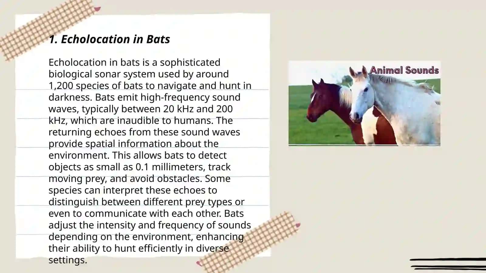 Echolocation in Bats 3