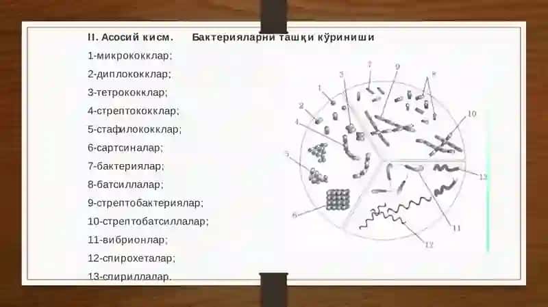 Бактериялар 3