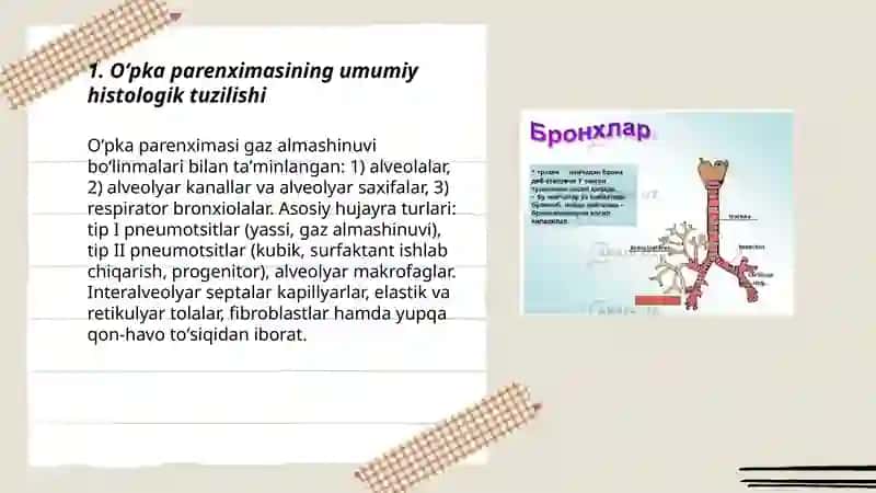 OʻPKA VA NAFAS YOʻLLARINING GISTOLOGIYASI 3