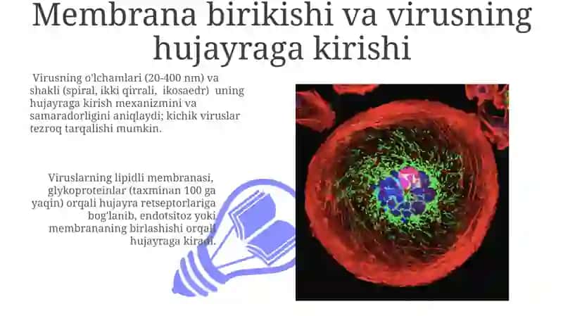 Viruslar morfologiyasi, ularning hujayraga kirishi 3