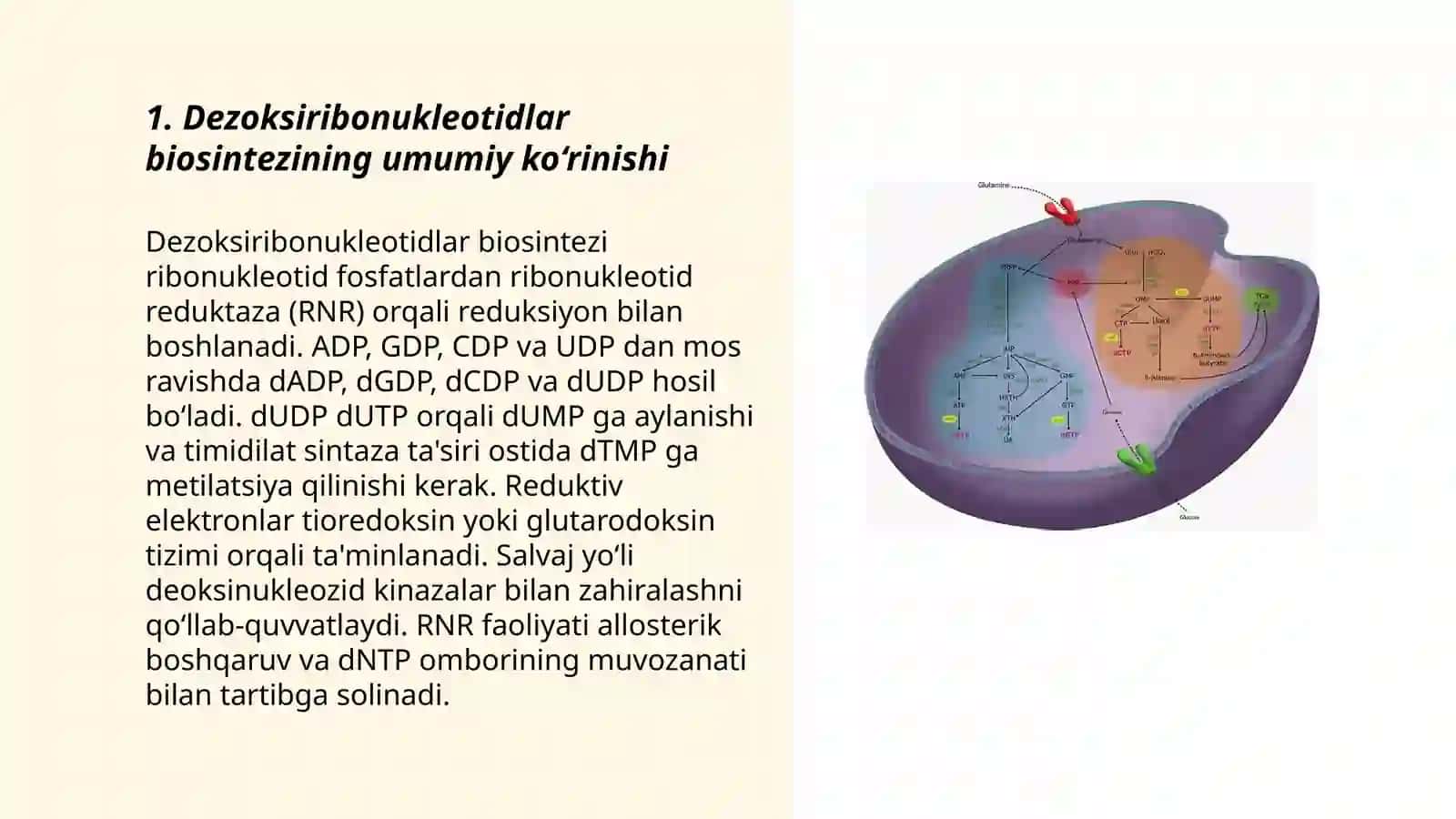 Dezoksiribonukleotidlar Biosintezi 3