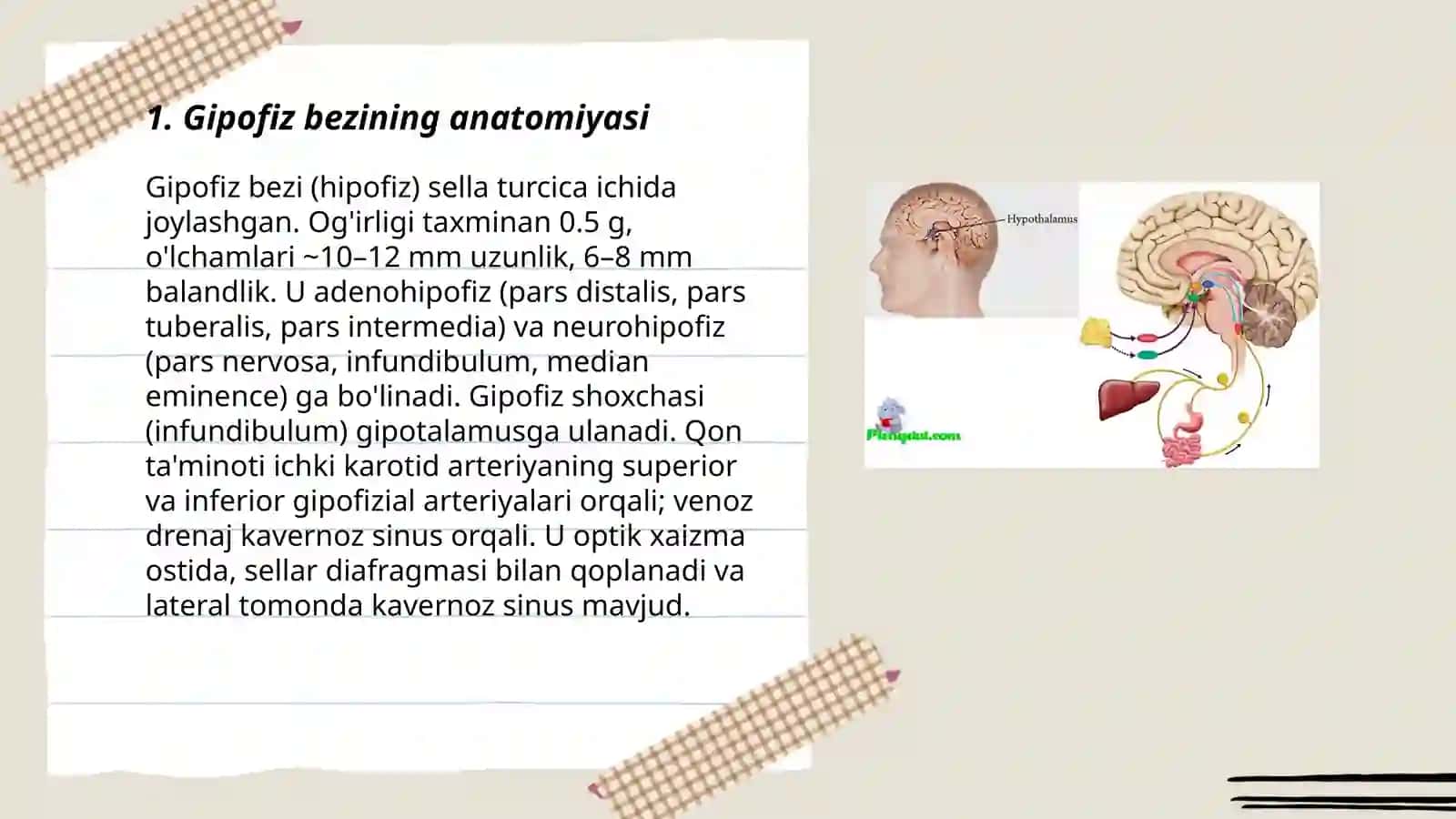 Gipofiz bezi 3
