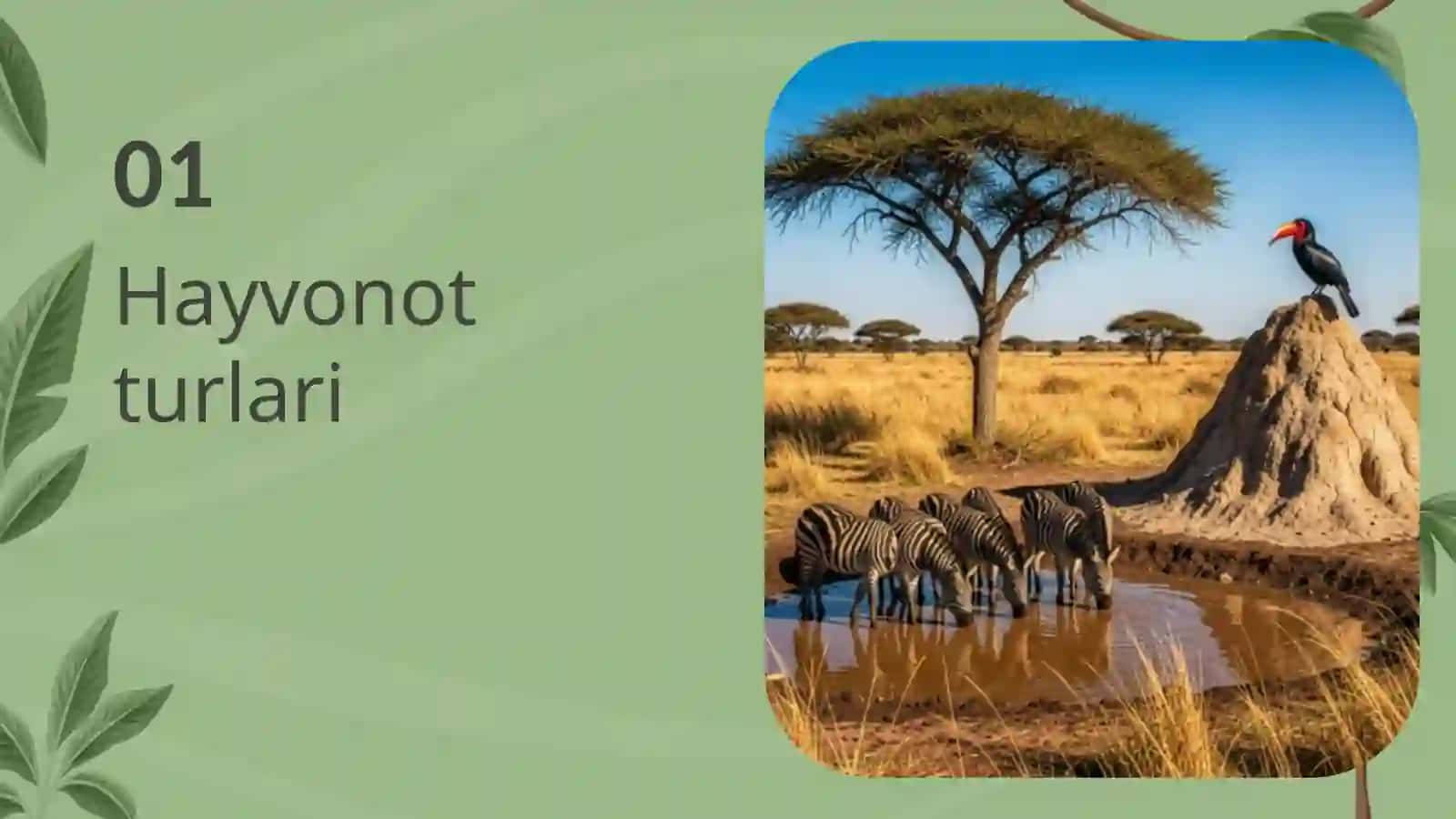 Hayvonot dunyosi 3