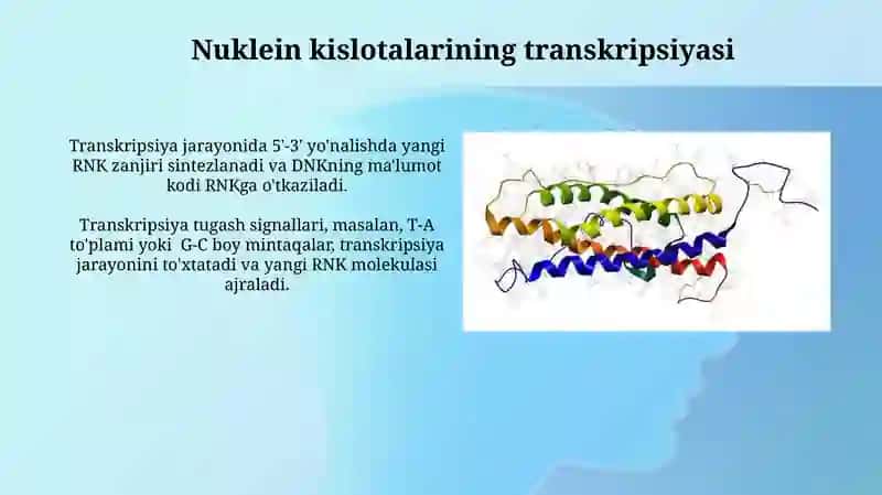 Nukleotid siklofosfatlari va Nuklein kislotalarining tuzilishi 3