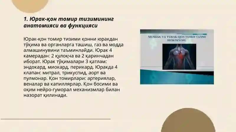 Юрак кон томир системаси ва уни моделлари 3