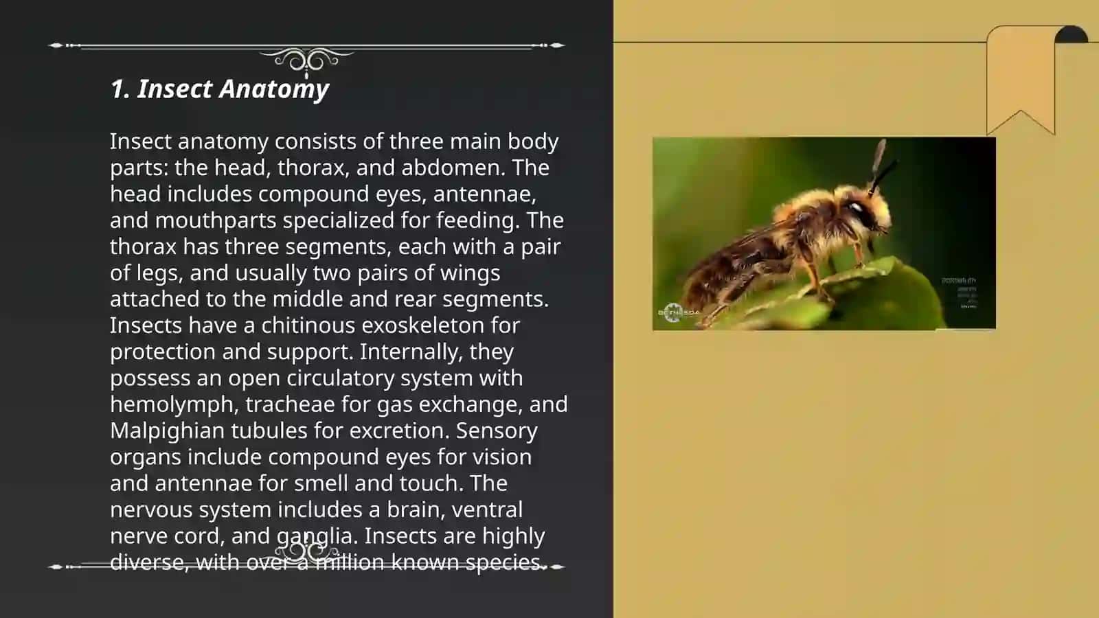 Insect Anatomy 3