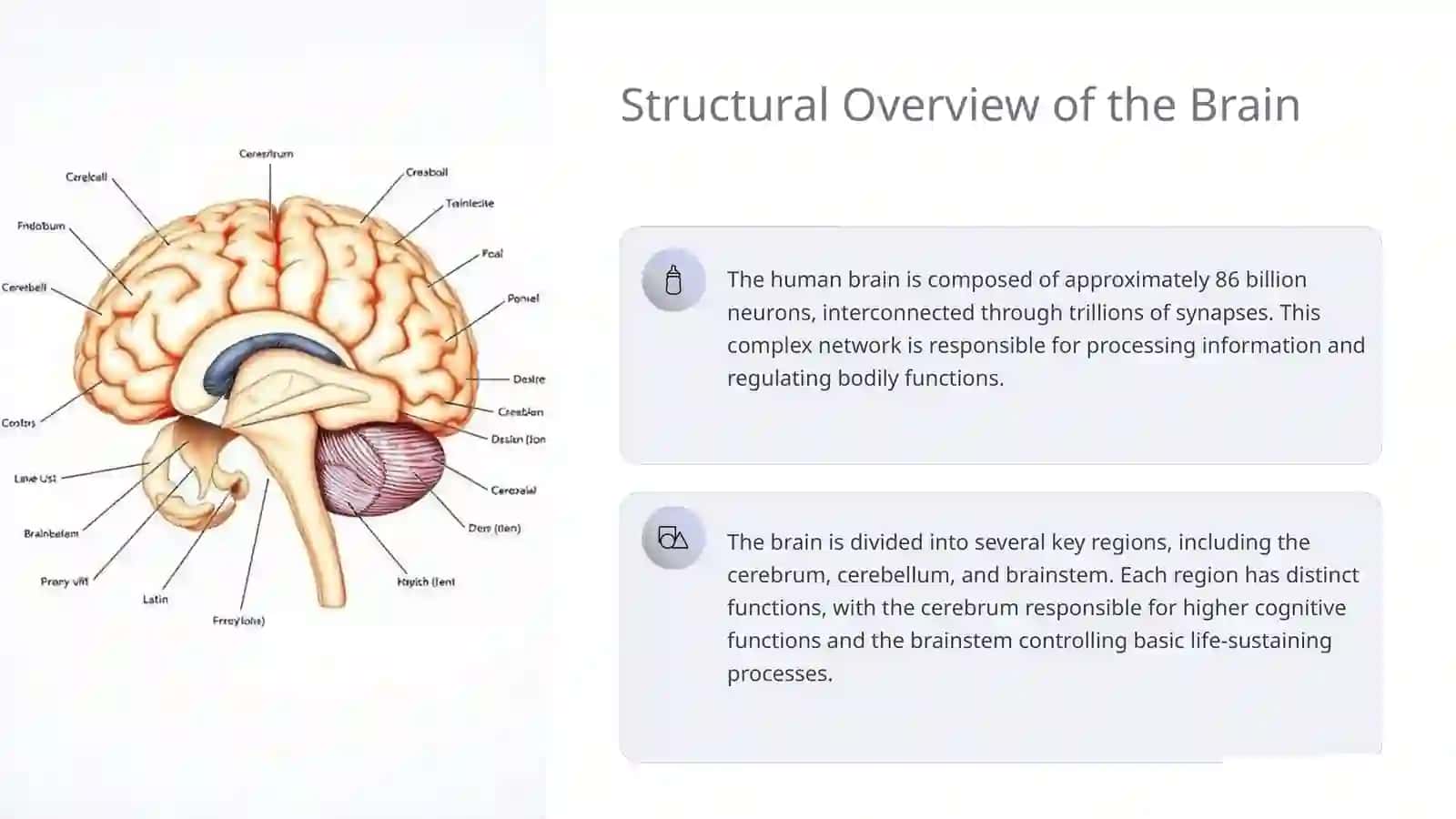 Human Brain 3
