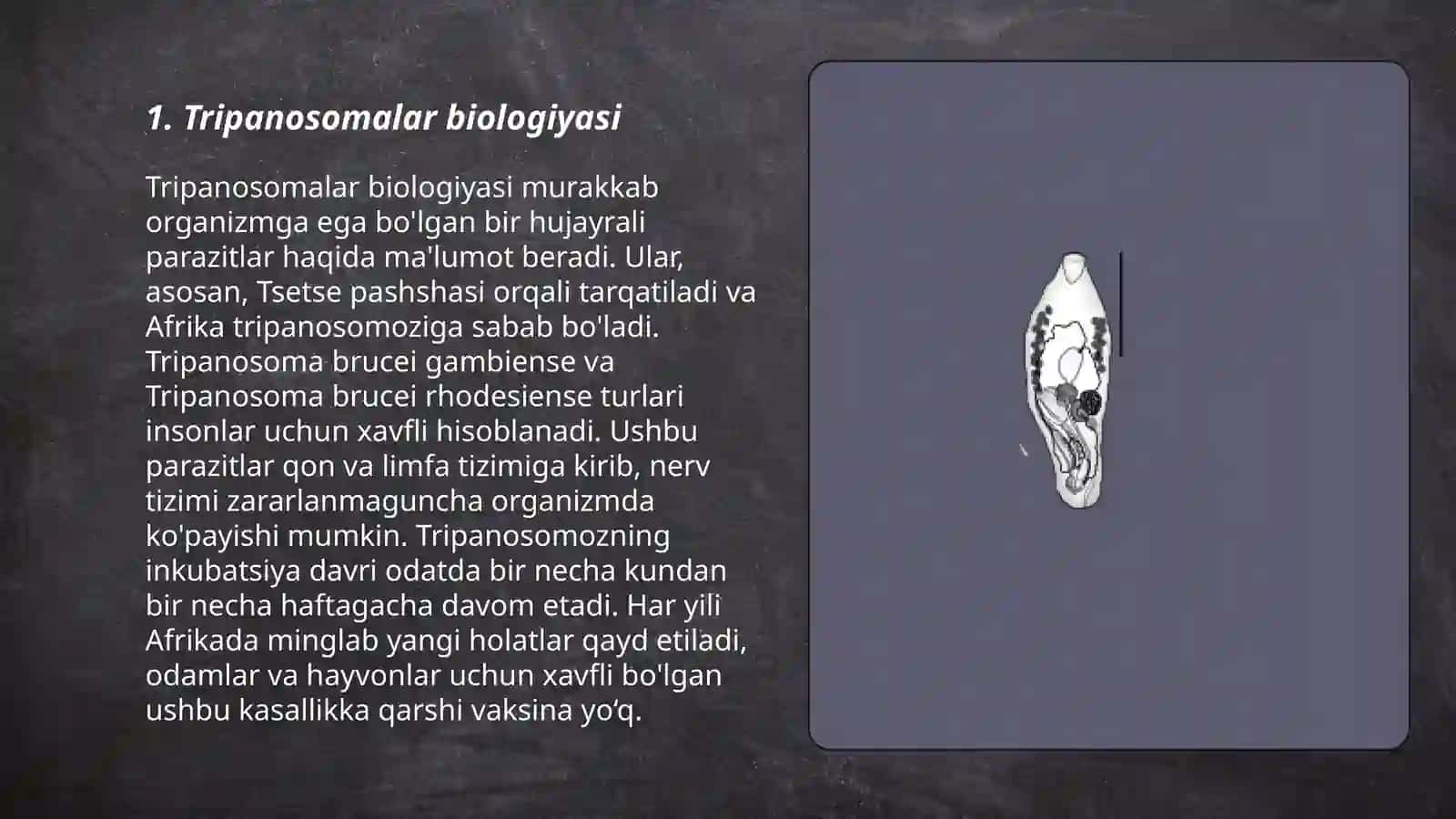 Tibbiy protozoologiya.Xivchinlilar - odam parazitlari: tripanosomalar, leyshmaniyalar, trixomonadalar, lyambliyalar 3