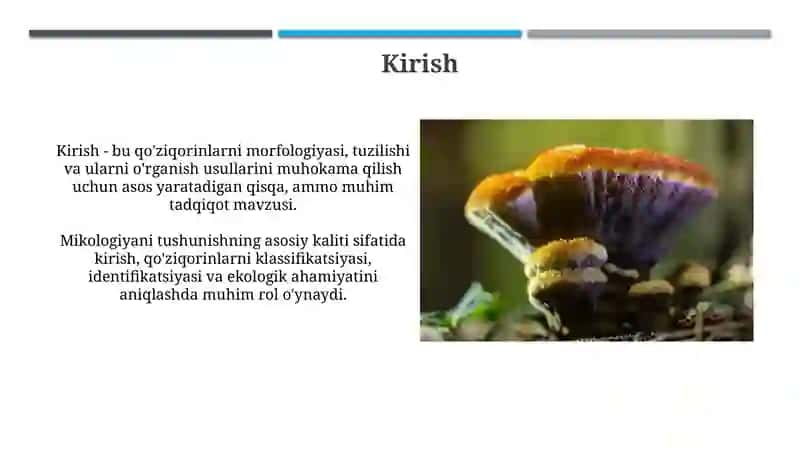 Qo'ziqorinlarning morfologiyasi, strukturasi va ularni o'rganish usullari 3