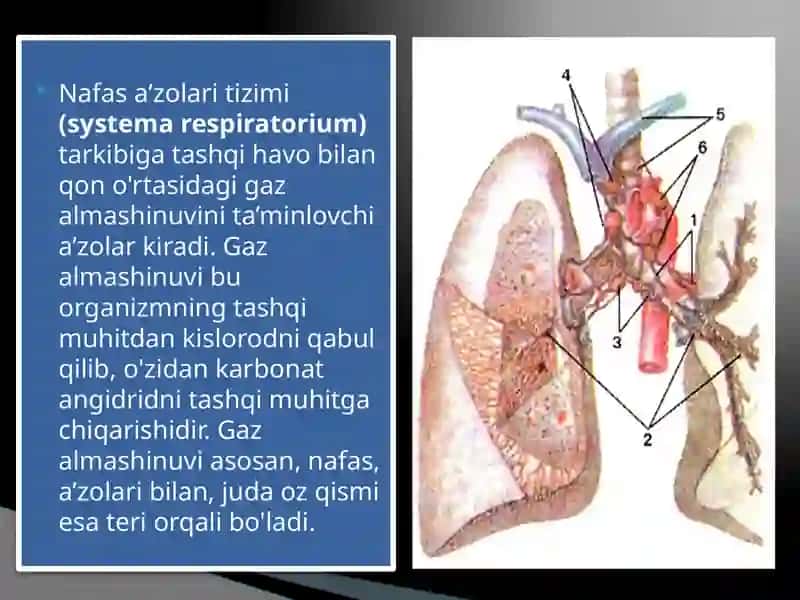 NAFASA’ZOLARI TIZIMI 3