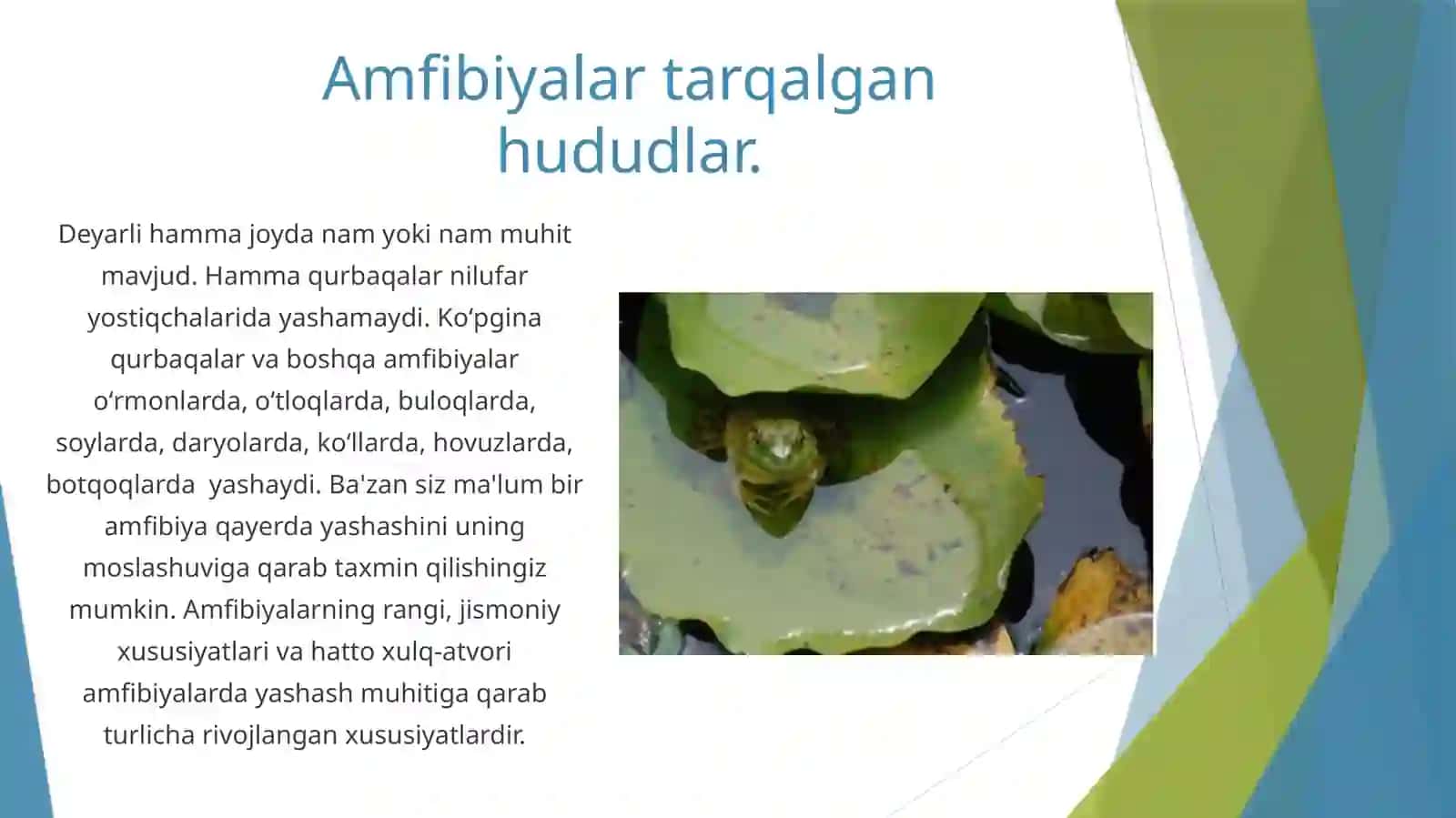 Amfibiyalar 3
