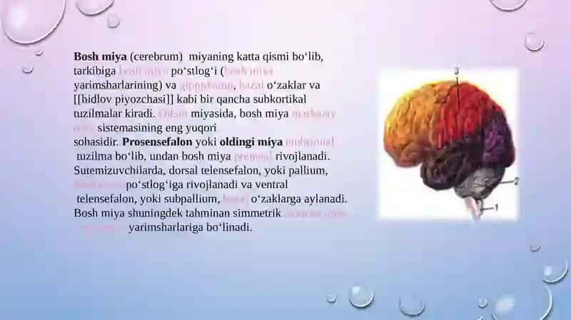 Bosh miya turli bo'limlari faoliyatini o'rganish, bosh miya yarimsharlar po'stlog'i fiziologiyasi 3