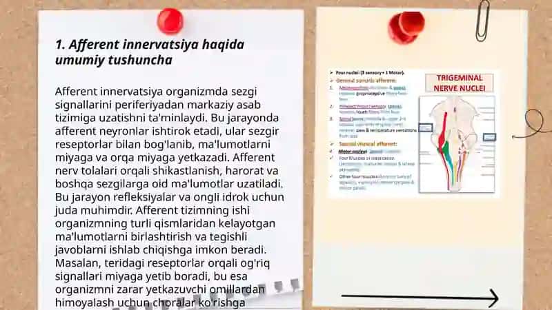 Afferent innervatsiya haqida tushuncha. dori preparatlarning terapevtik dozalari.qöllanishi. Mahalliy anestetiklar 3