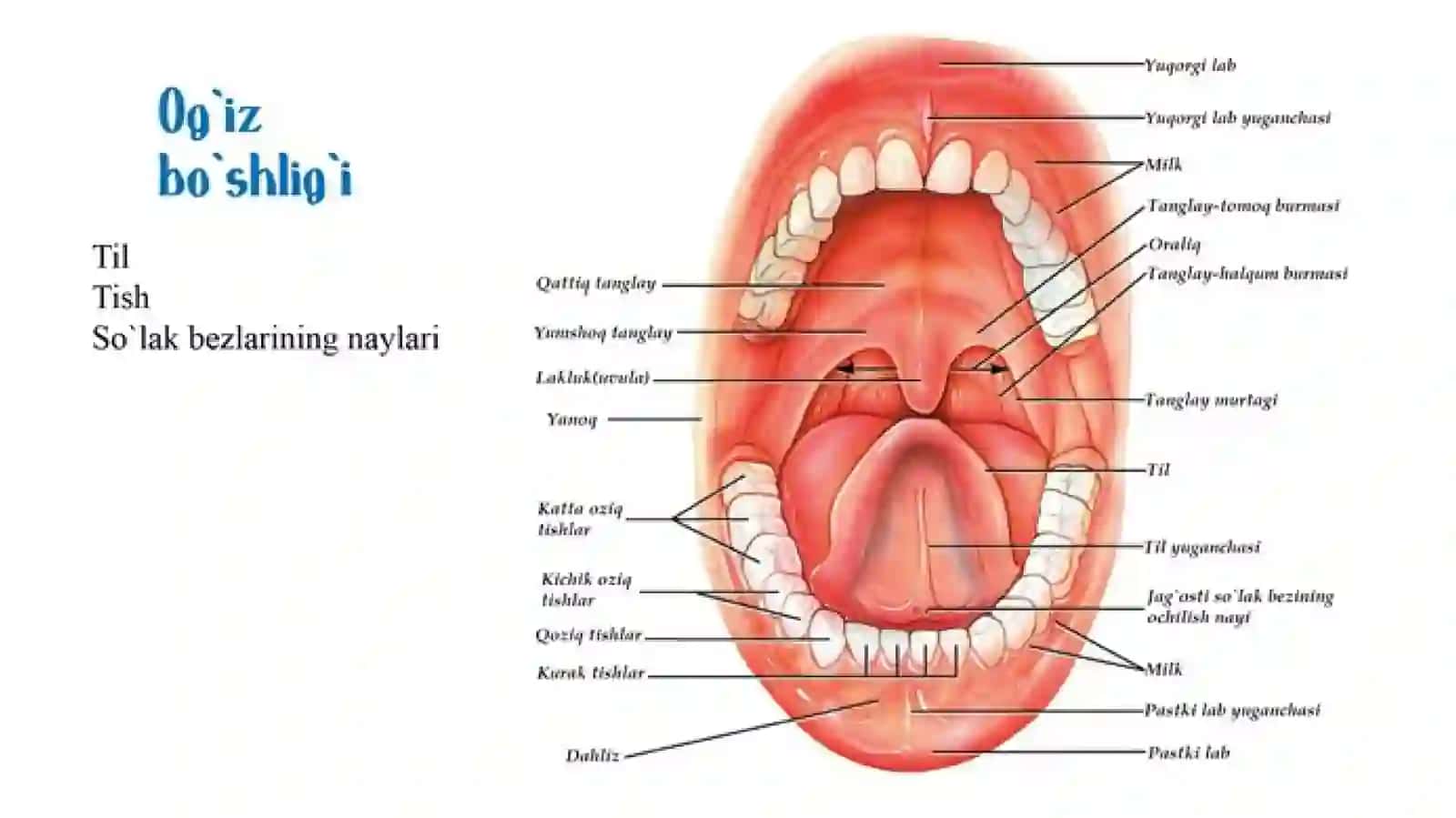 ovqat hazm qilish organlarining tuzilishi 3