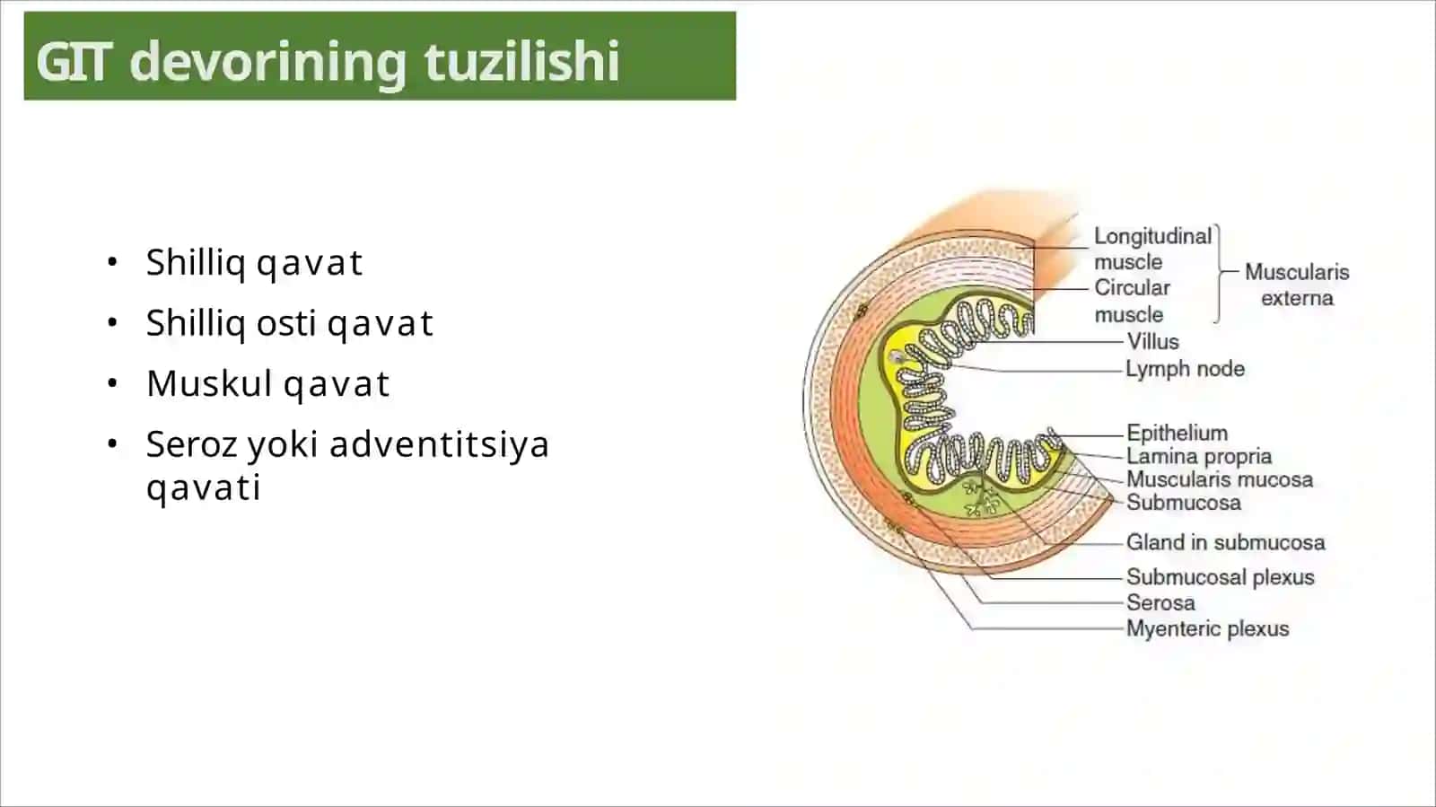 hazm fiziologiyasi 3