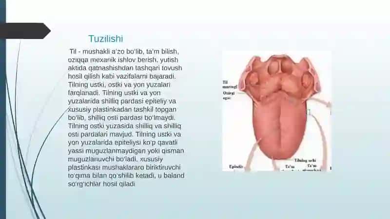 taʼm bilish aʼzosining morfofunksional tavsifi 3