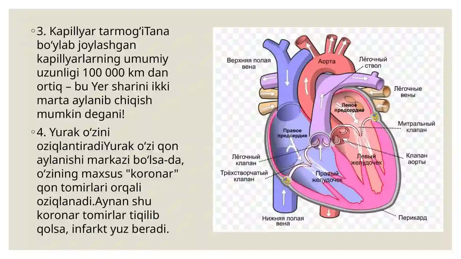Yurak qontomirlari fiziologiyasi 3