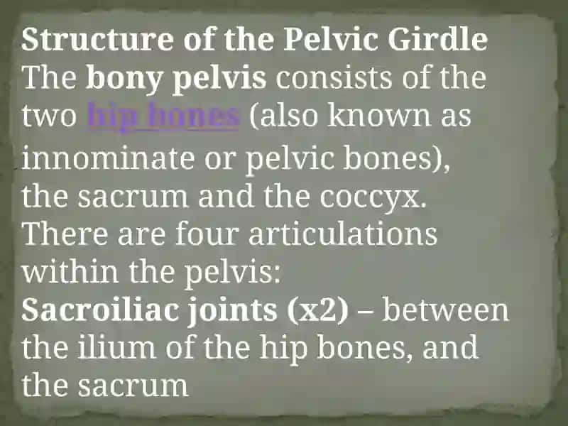 The Pelvis 3