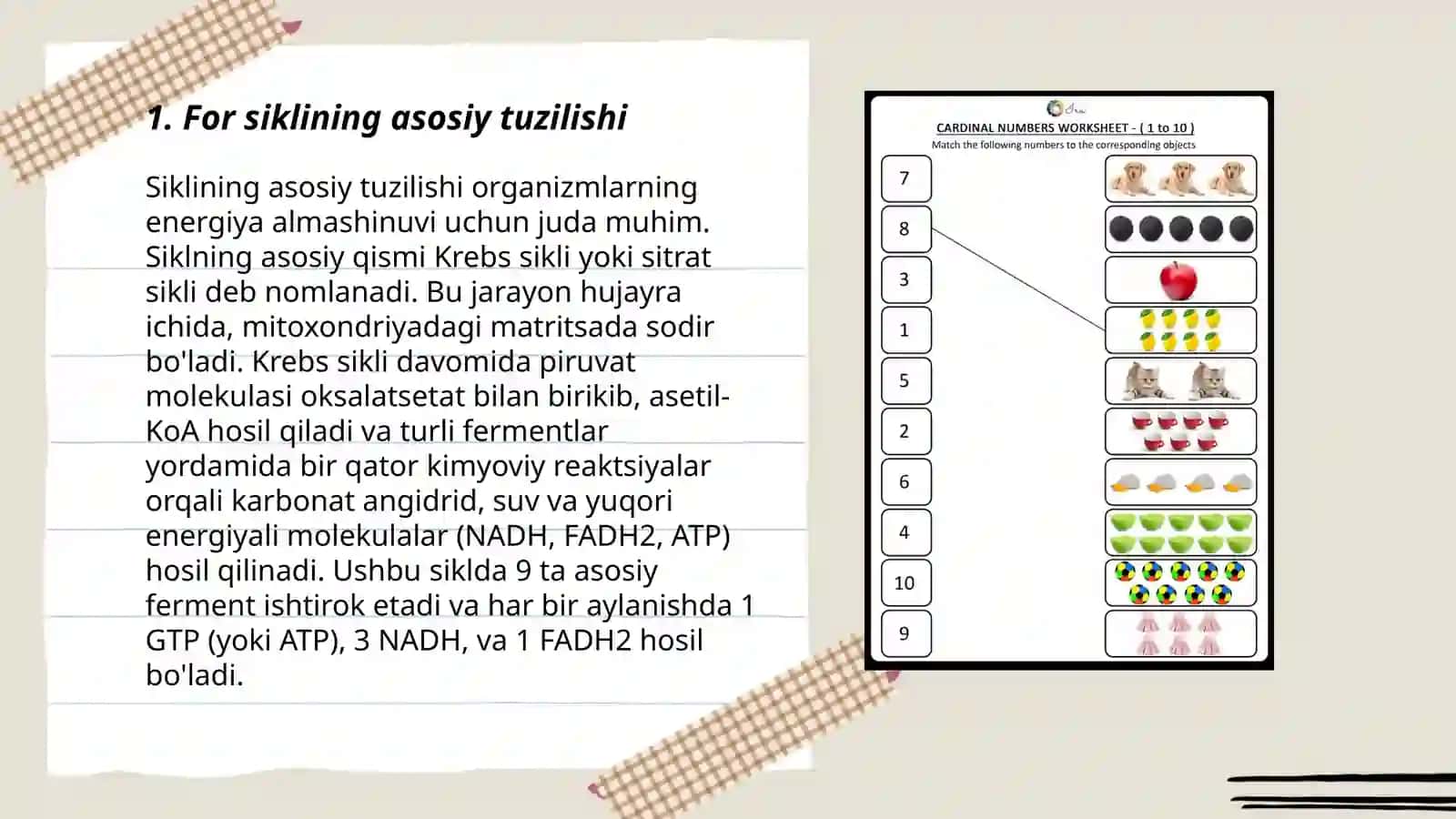 For siklining asosiy tuzilishi 3